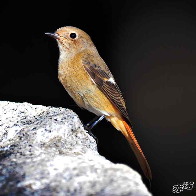 圆明园拍鸟——北红尾鸲