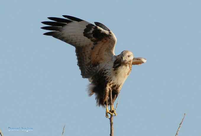 大鵟起兮神采飞扬 大鵟起兮神采飞扬