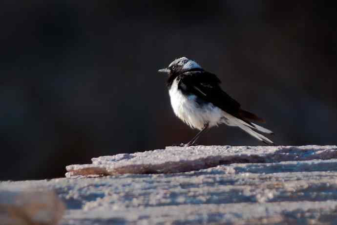 【新鸟】坝上鸟.白顶鵖
