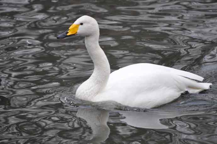 天鹅（送给小朋友GIGI）