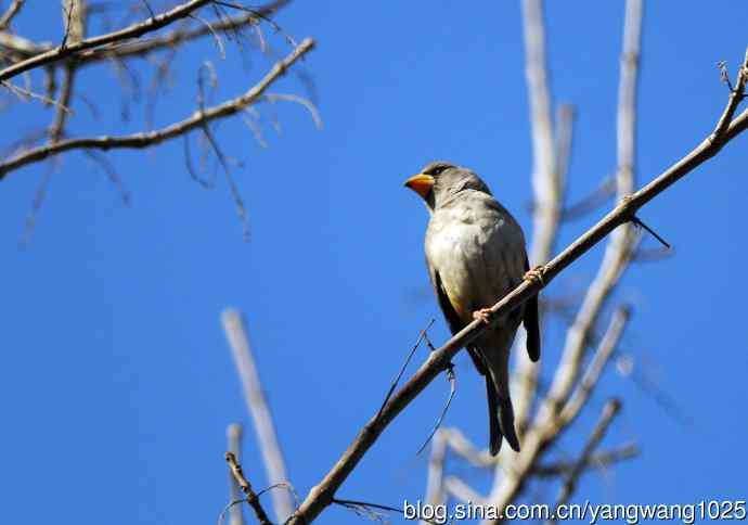 黑尾蜡嘴雀 wbr1