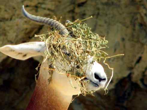 麒麟：传说的兽原型探秘（鹿羚）