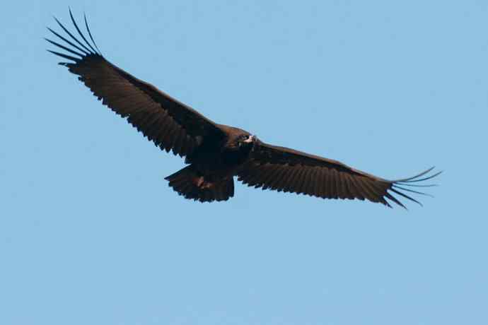 小鬼难缠 wbr鹰雄气短☆