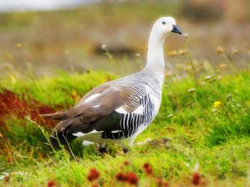 猎奇：十大奇异的雁鸭之二（草雁、埃及雁、绿翅雁、距翅雁、黑头鸭）