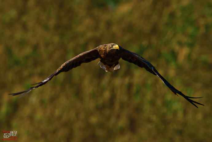 北戴河 wbr路 wbr白尾海雕 北戴河 wbr路 wbr白尾海雕