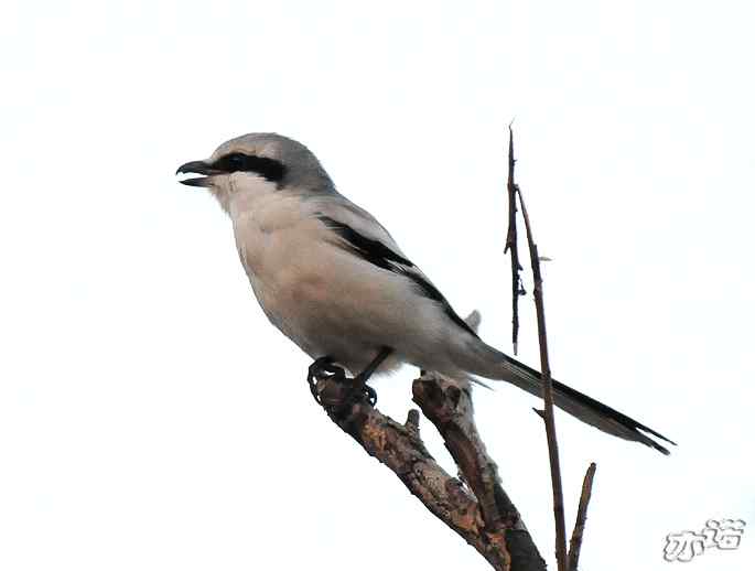 官厅水库&nbsp;wbr路&nbsp;wbr楔尾伯劳和雉鸡