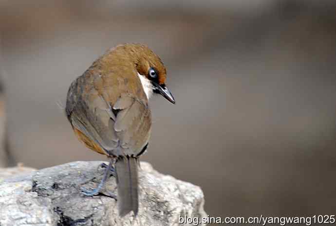 北京又现新品种(白喉噪鹛) wbr2