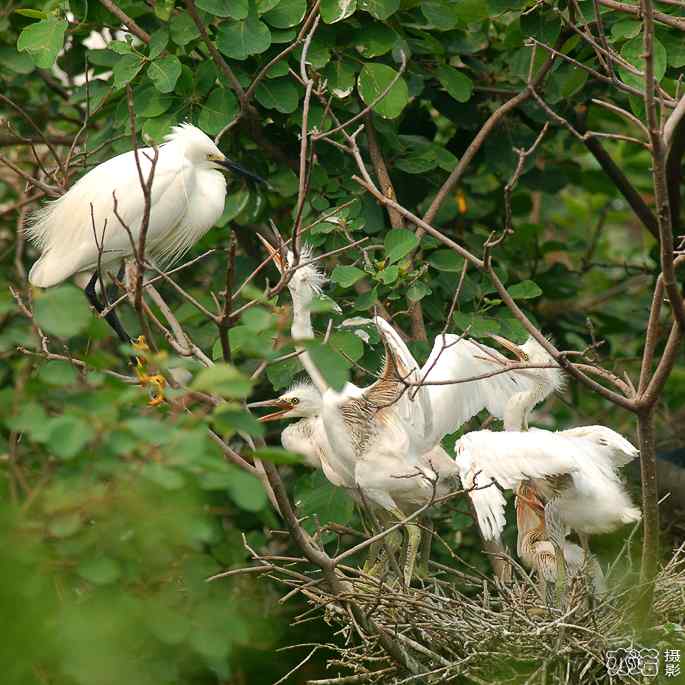 小白鹭与小夜鹭 小白鹭与小夜鹭