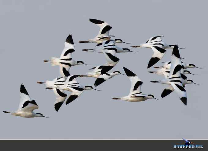 迁徙的鸟：飞翔的反嘴鹬