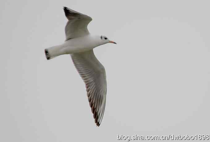 东花园观鸟生境记录