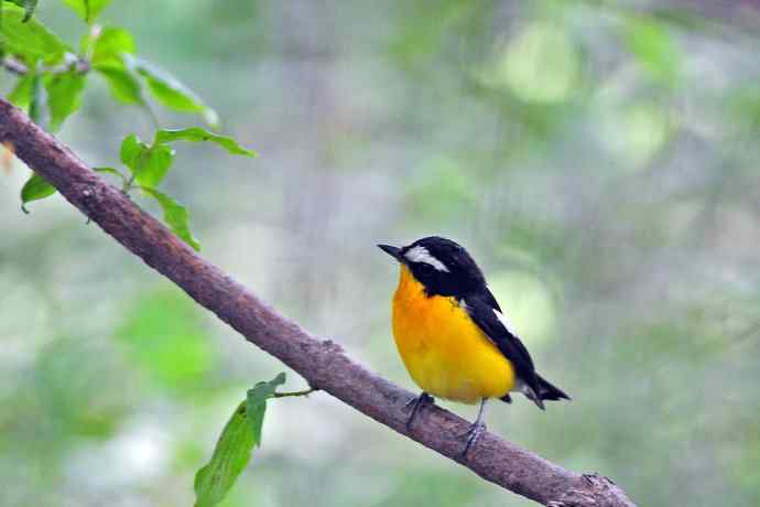 雄性白眉姬鹟（16）