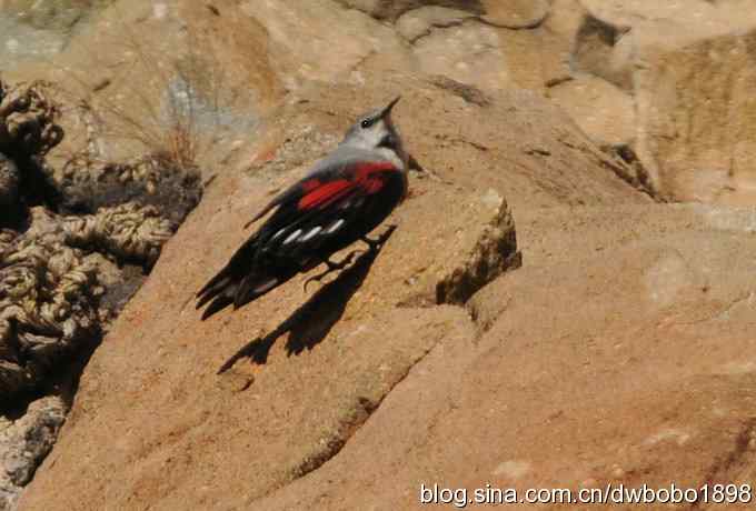 优雅红翅 旋壁山岩