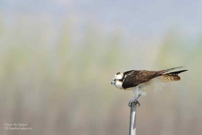 野鸭湖拍的猛禽