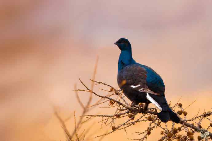 身上有雪粒的黑琴鸡 身上有雪粒的黑琴鸡