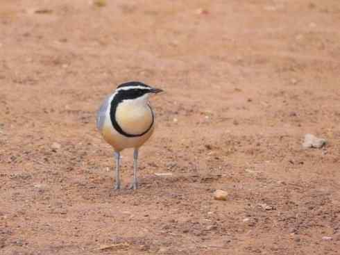 雀鸟也彪悍：与鳄共舞（埃及鸻）