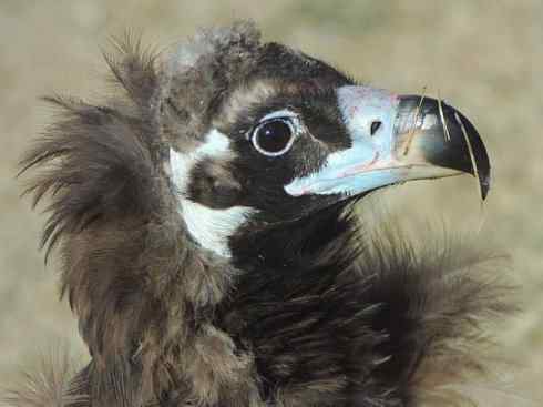 鸟类之最:大秃鹫