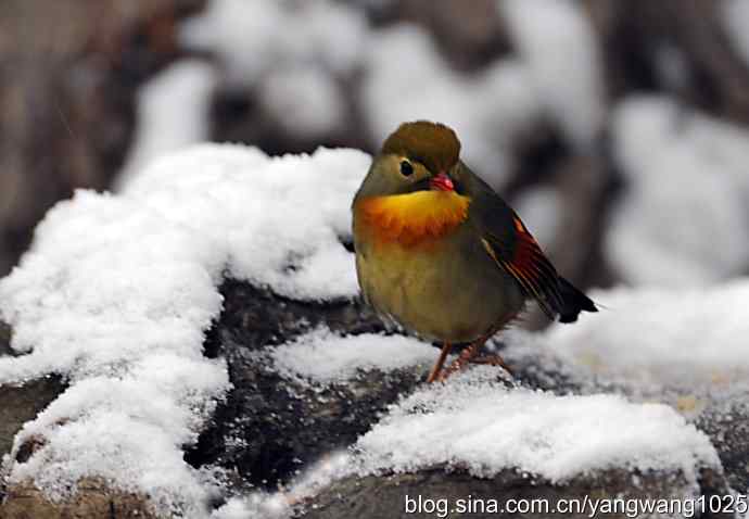 雪中相思鸟 wbr2
