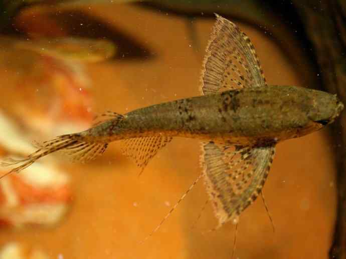 鱼类活化石：齿蝶鱼