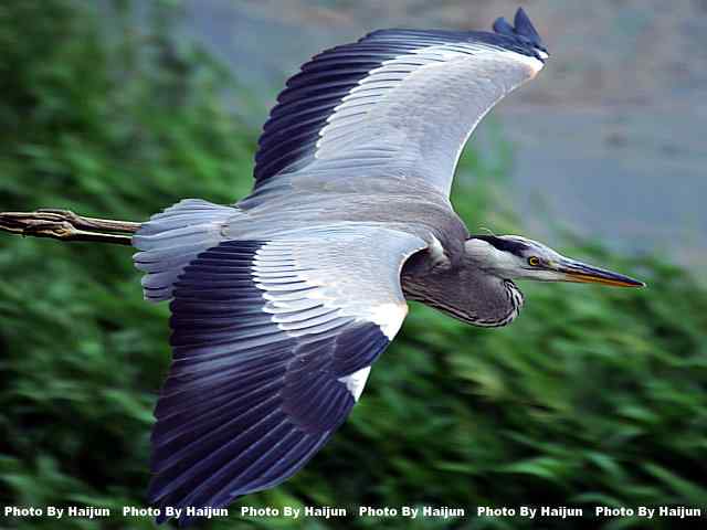 苍鹭飞行版 wbr爆框很愉快