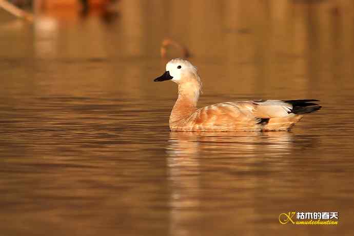 再拍鈥湷嗦檠尖