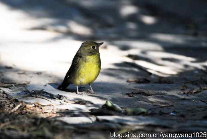 雌性绿背姬鶲（1）