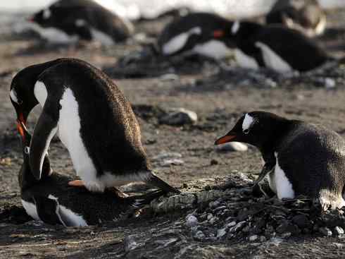 鸟类之最:巴布亚企鹅 鸟类之最:巴布亚企鹅