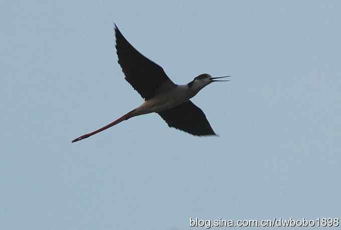 纤纤美鹬令bobo倾倒