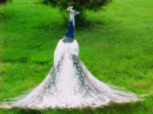 凤凰：传说中的鸟原型探秘（孔雀）