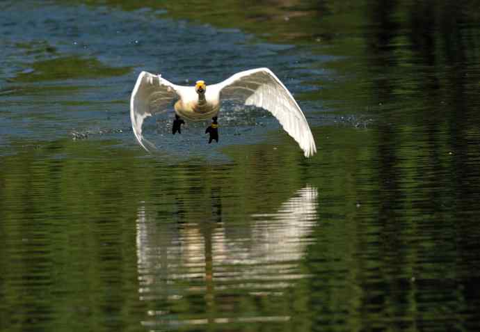 迎面飞来白天鹅