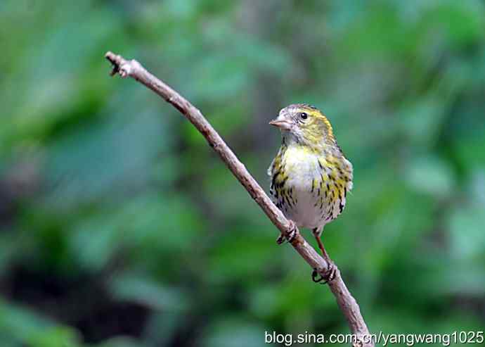 红胁绣眼、小鹀
