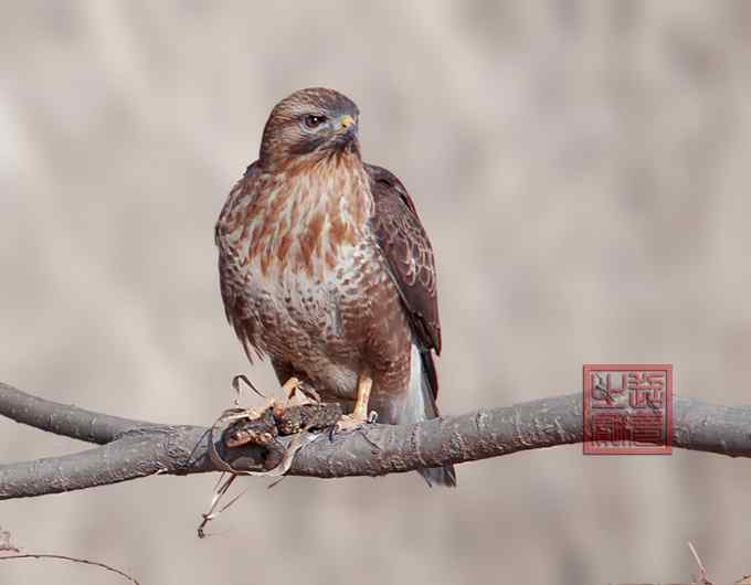 新寓言故事：蟾蜍与鵟鹰（组图）