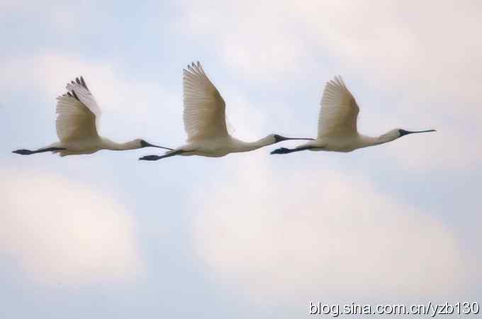 红树林的黑脸琵鹭(组图,17张图片) 红树林的黑脸琵鹭(组图,17张图片)