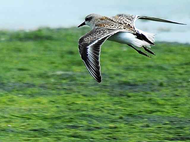 黄金海岸寻鹬 wbr赤土山桥赏鸟