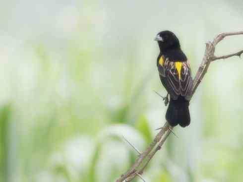 美丽无罪：雀鸟之寡妇鸟