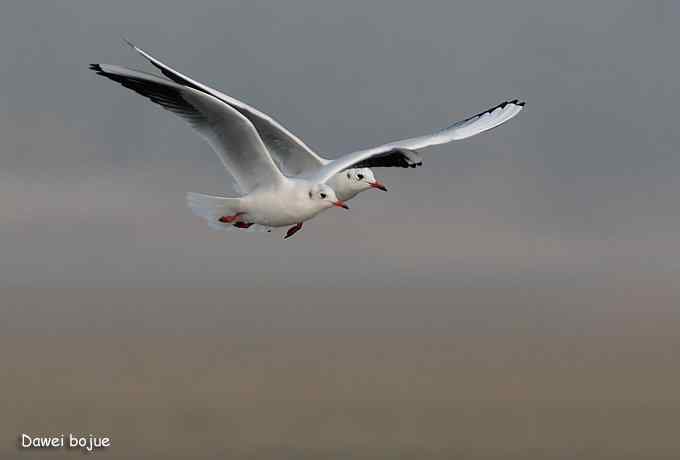 红嘴鸥