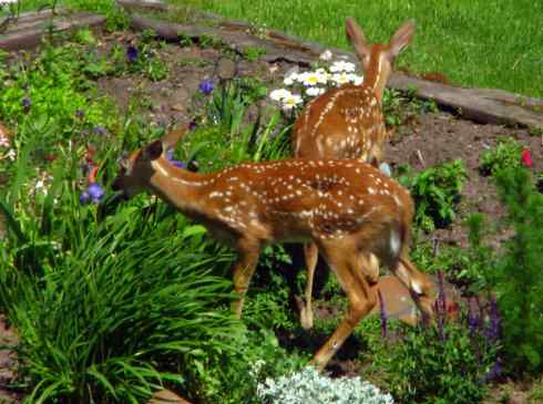 小鹿斑比姐妹俩