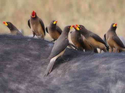 美丽无罪：雀鸟之辉椋鸟