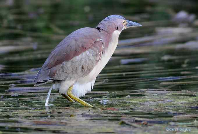 植物园：紫背.白眉和绿啄　