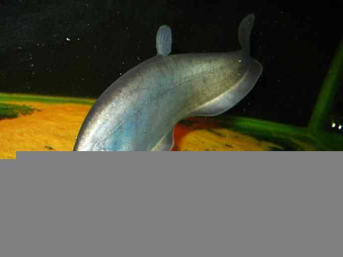 鱼类活化石：铠甲弓背鱼