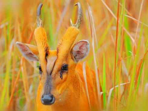 麒麟：传说的兽原型探秘（麂）