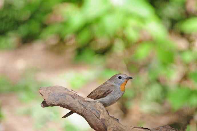 雄性红喉姬鹟（3）