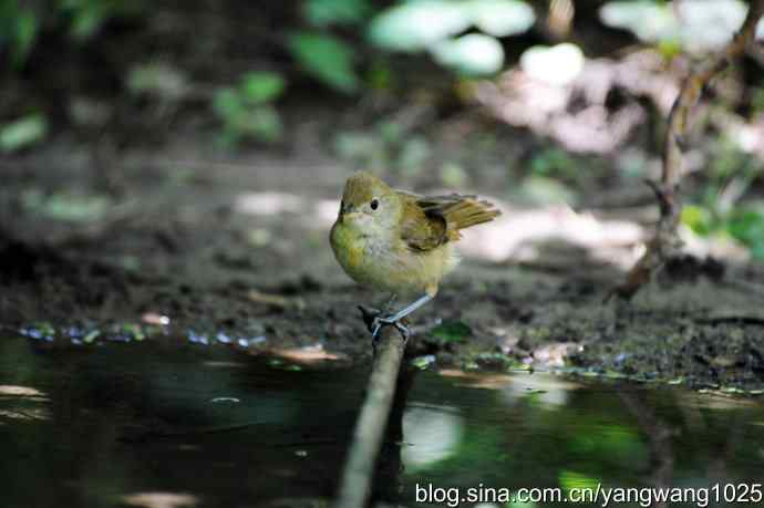厚嘴苇莺(2) 厚嘴苇莺(2)