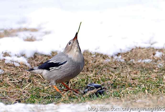 丝光椋（liang）鸟