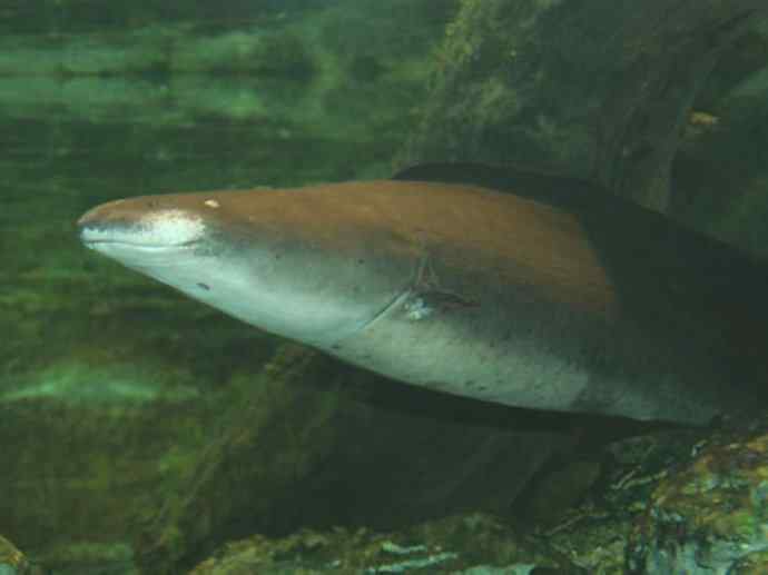 鱼类活化石：裸臀鱼