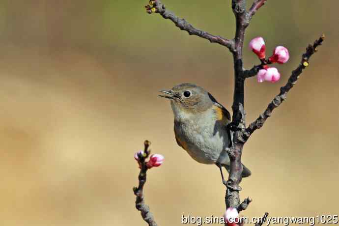 北京天坛公园的鸟类——桃树枝头的雌性红胁蓝尾鸲（1）
