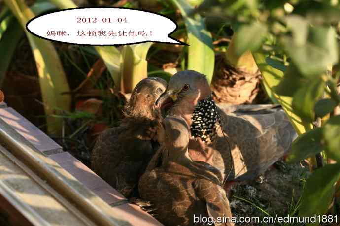 珠颈斑鸠育儿记