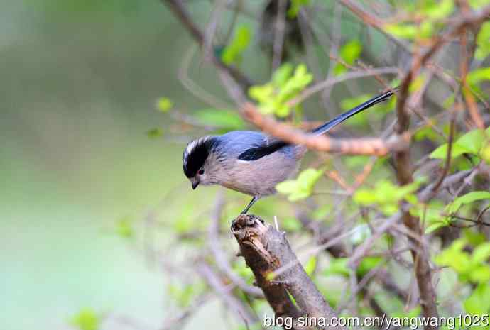银喉长尾山雀（2）