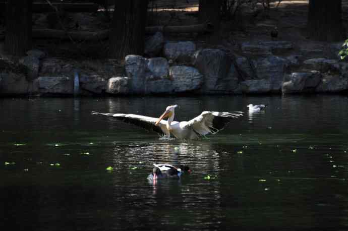 再拍鹈鹕 wbr wbr13