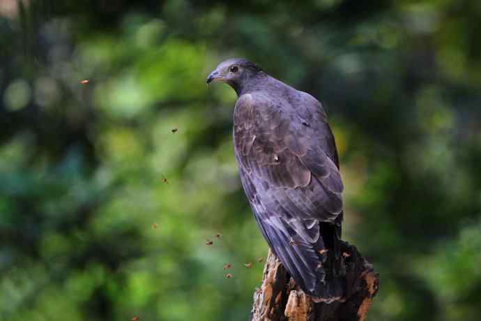【吃蜜蜂的鹰---蜂鹰】
