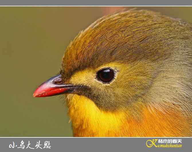 小鸟的心灵【照片】